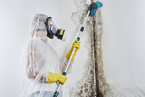 Best Certified Mold Removal  in Richwood, WV
