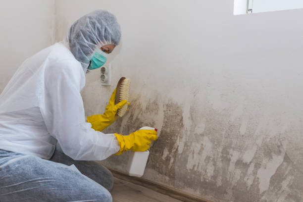 Best Certified Mold Removal  in Richwood, WV