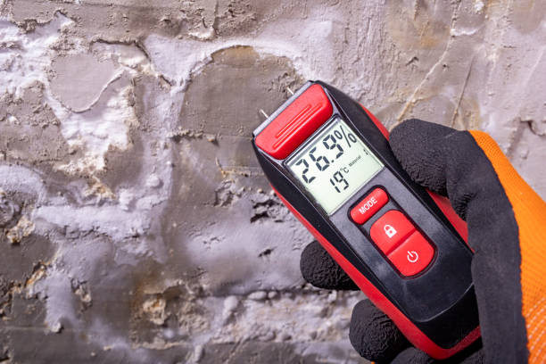 Best Mold Damage Repair  in Richwood, WV