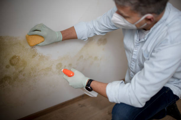 Best Attic Mold Removal  in Richwood, WV