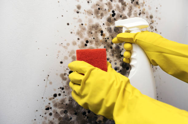 Best Commercial Mold Removal  in Richwood, WV